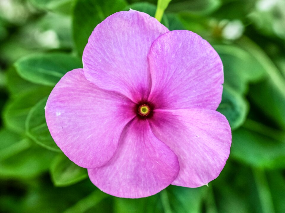 Floral blossom garden photo