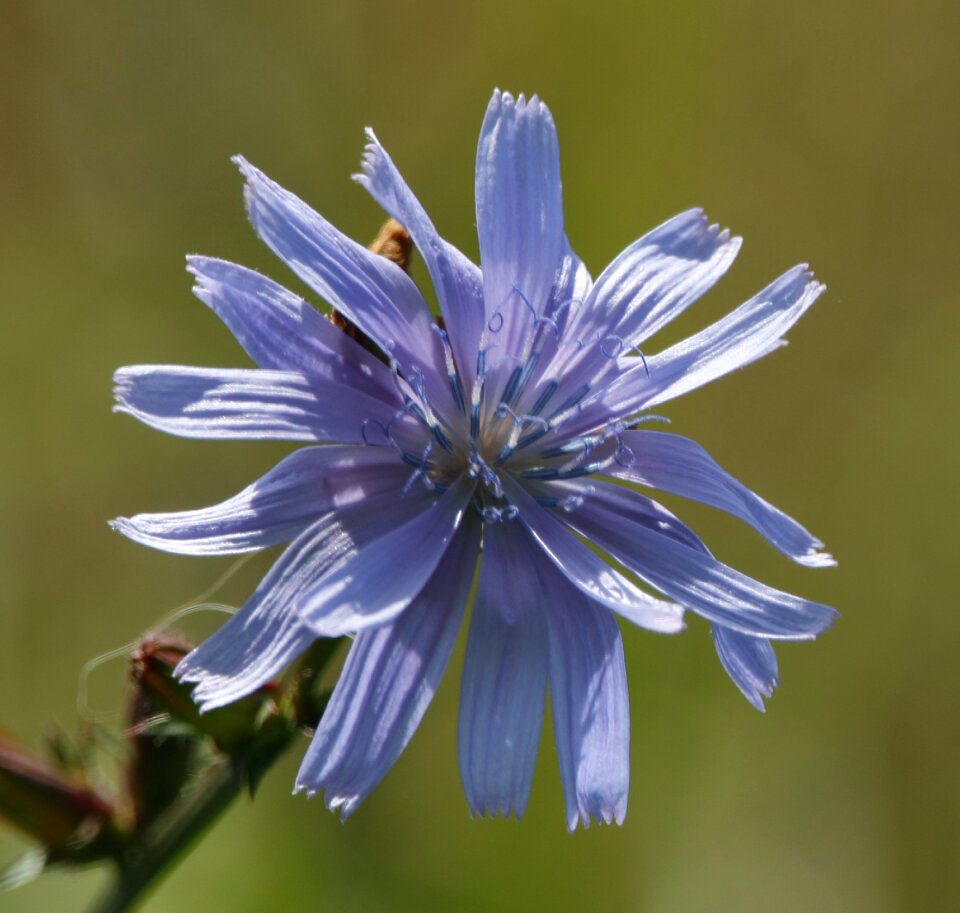 Nature bloom meadow