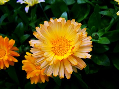 Marigold flower garden herb photo