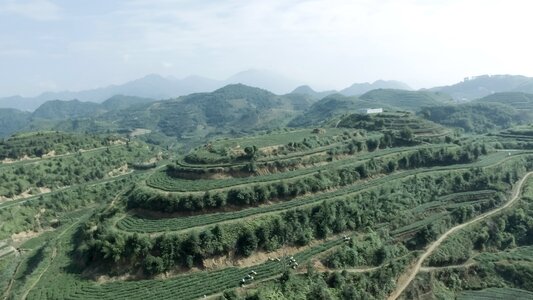 Anxi tieguanyin tea mountain tea ecological tea garden