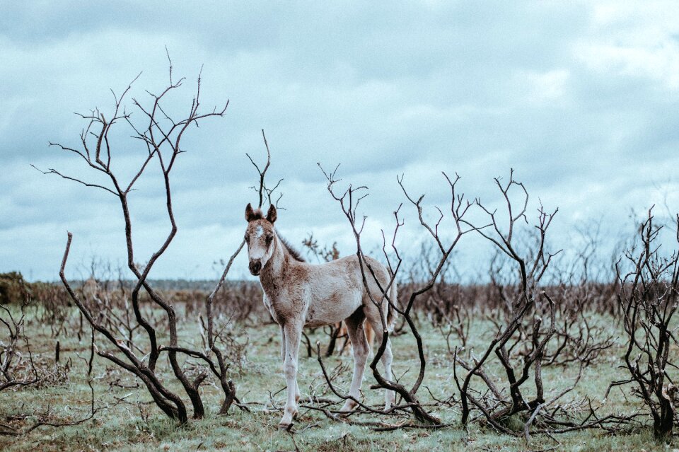 Branches wood horse