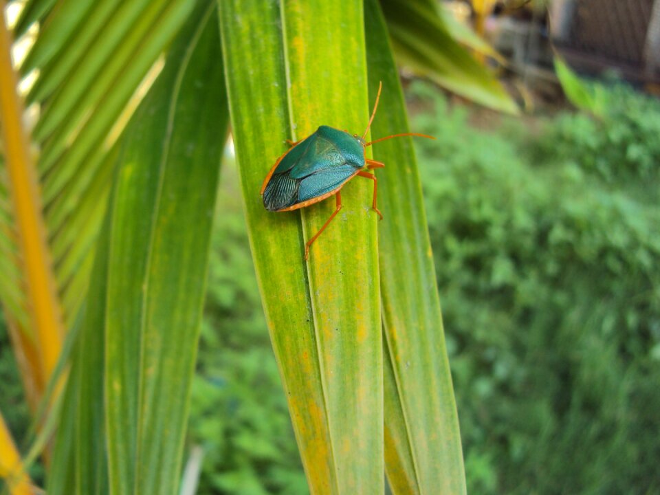 Outdoors summer insect