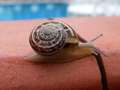 Snail spiral shell photo