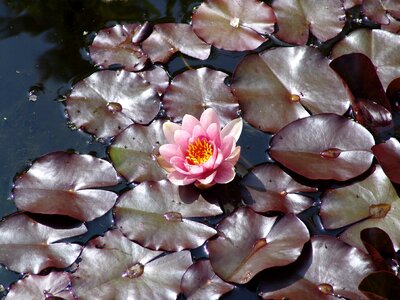 Plant aquatic plant blossom