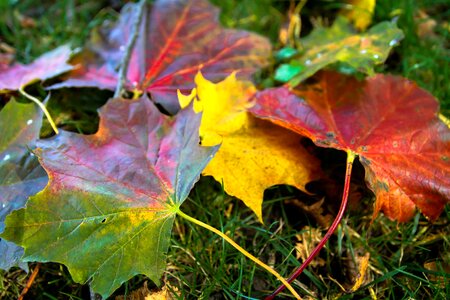Golden autumn fall foliage leaf photo