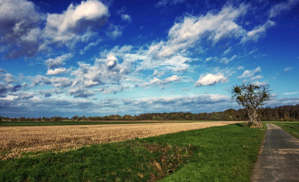 Grass landscape tree