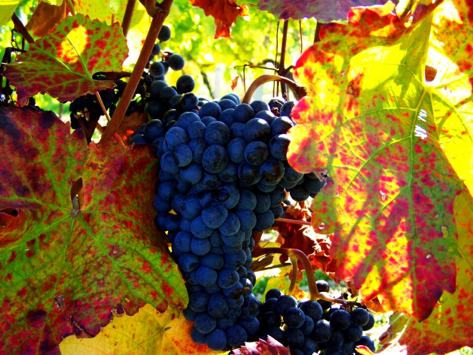 Red grapes fall harvest fruit