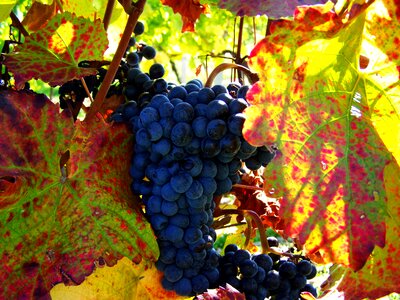Red grapes fall harvest fruit