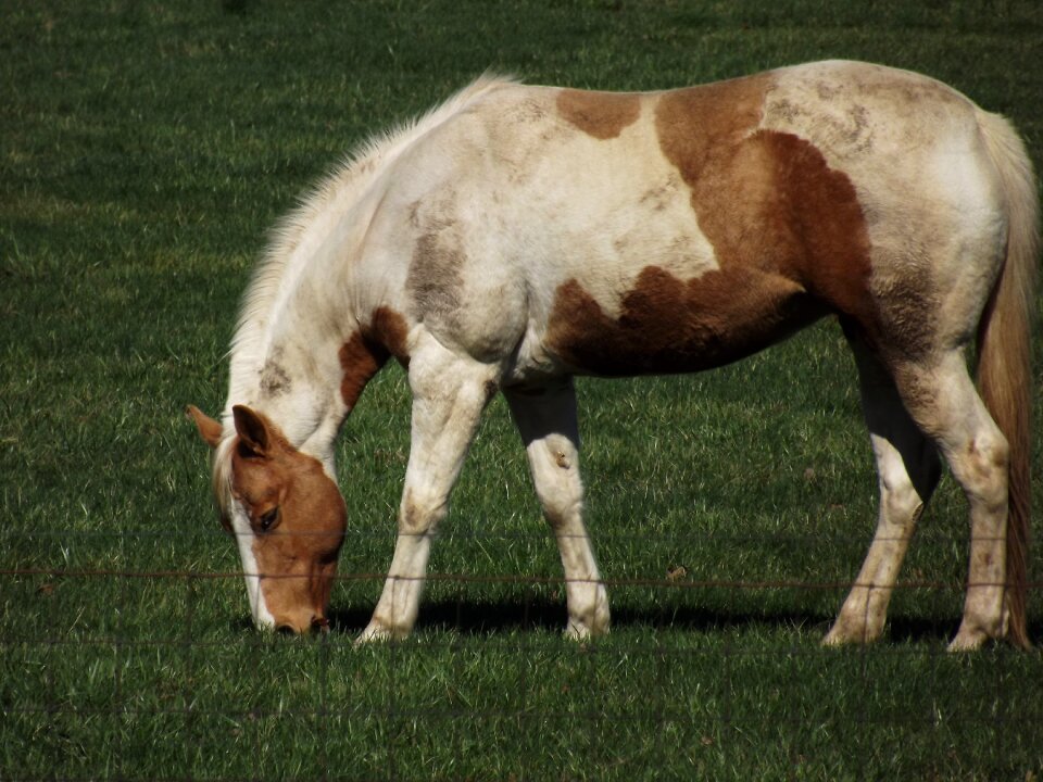 Nature summer equine
