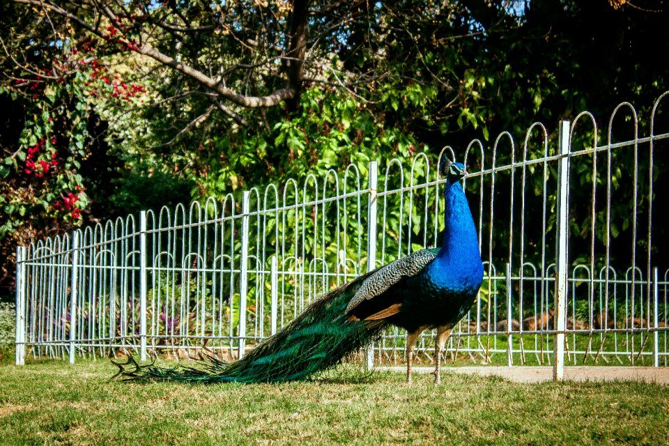 Colorful vibrant indian peafowl