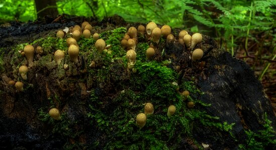 Moss autumn forest