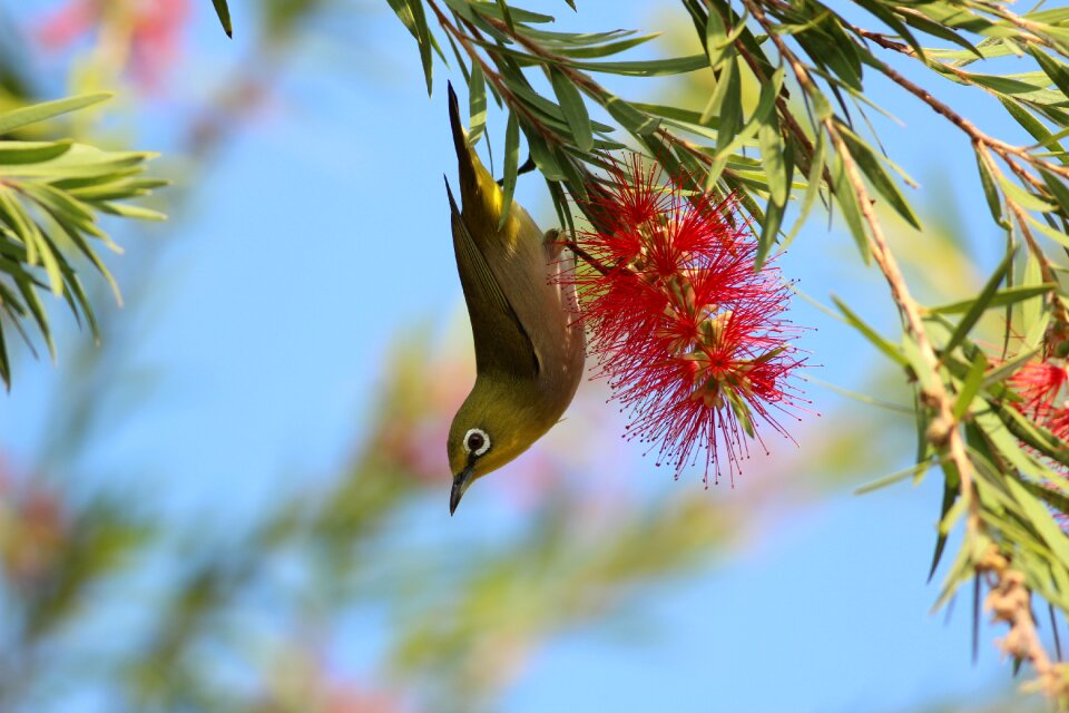Gorgeous feathers beak