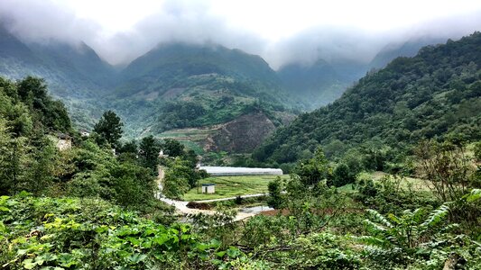 Forest china green photo