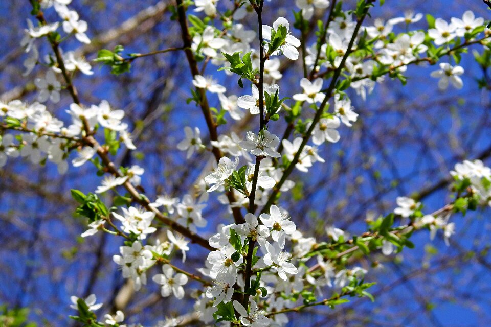Plant nature blooming