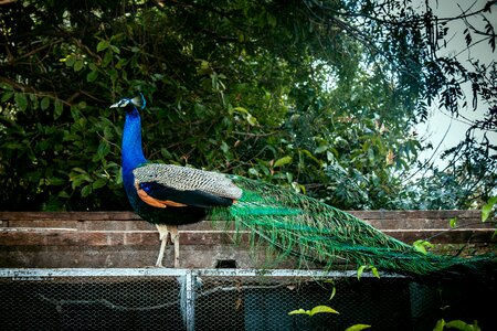 Colorful vibrant indian peafowl