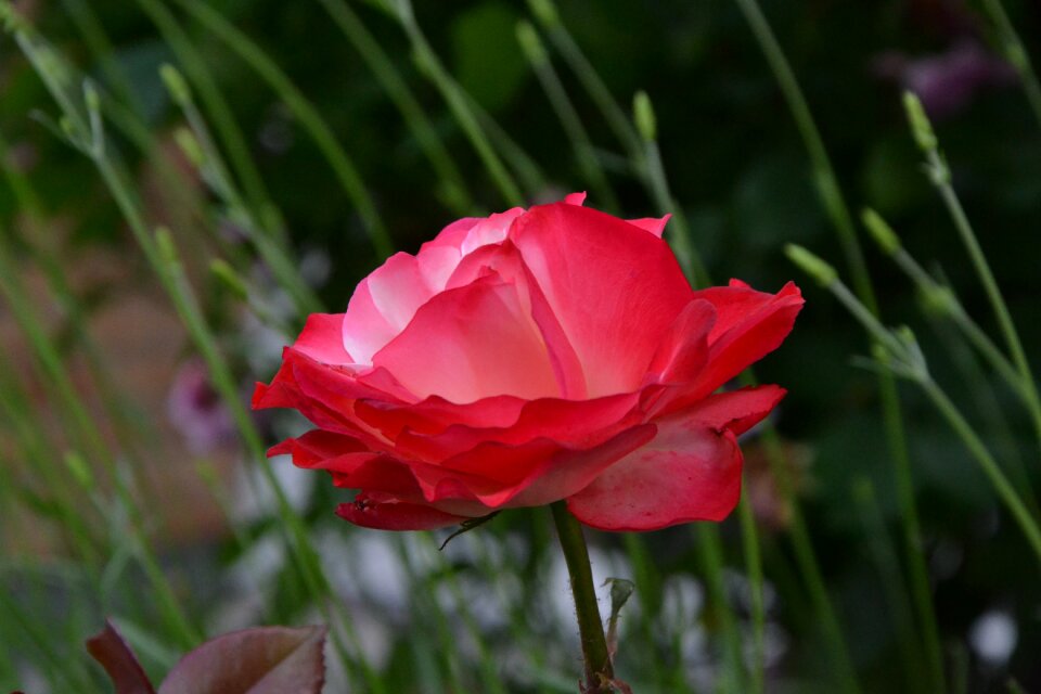 Green red flower blossom