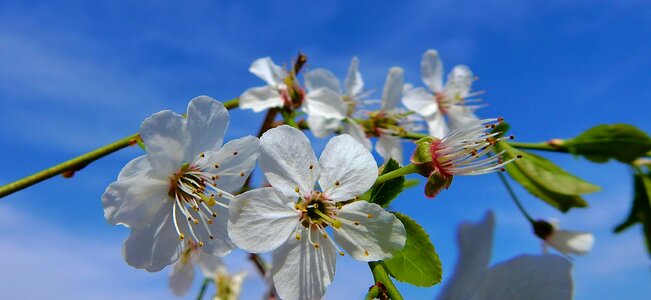Nature plant cherry