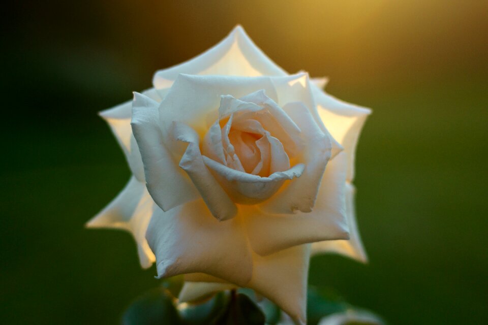 Nature flower plant