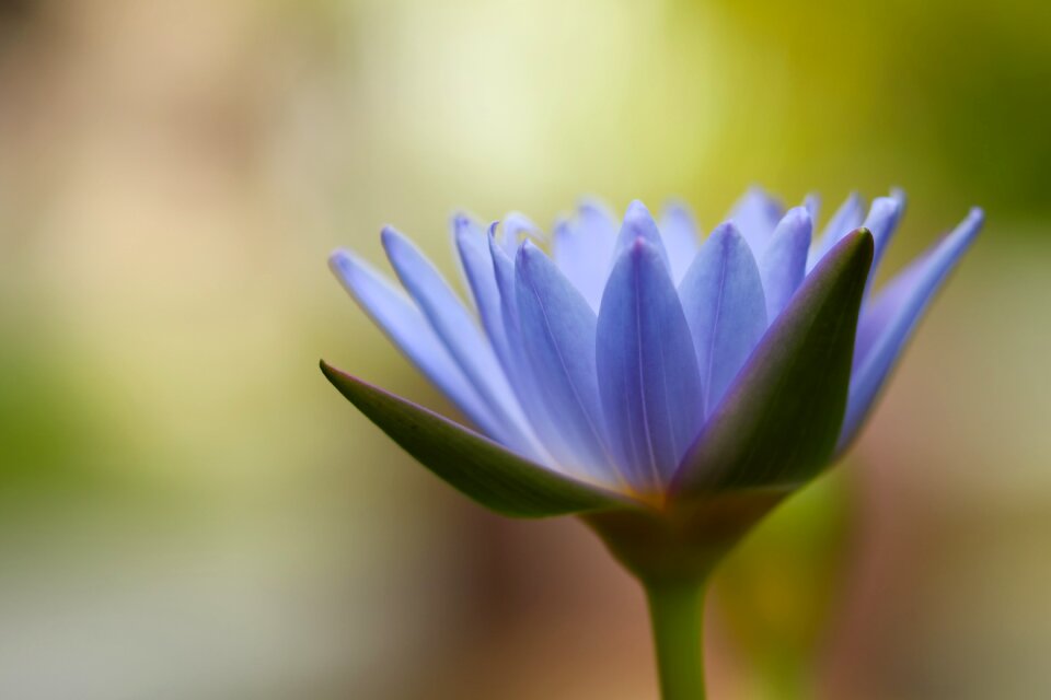 Petals violet purple