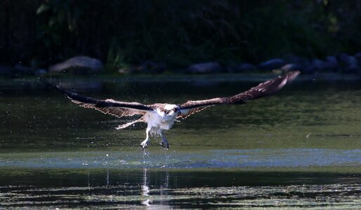 Nature wildlife water