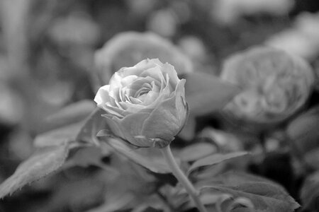 Photo black white events offer nature