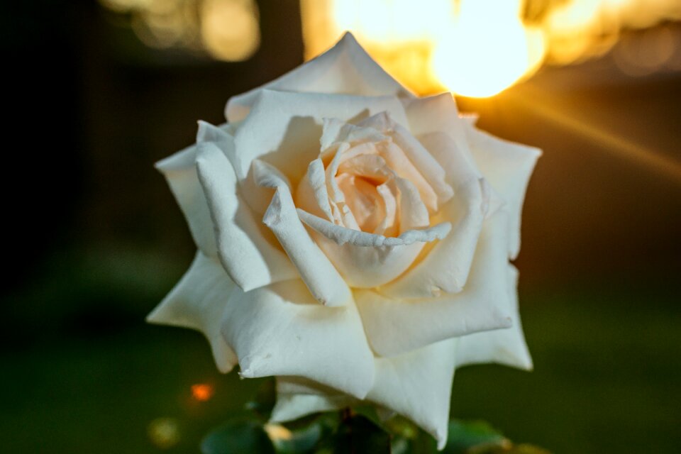 Nature flower plant