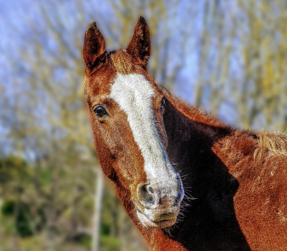 Mammalia farm cavalry
