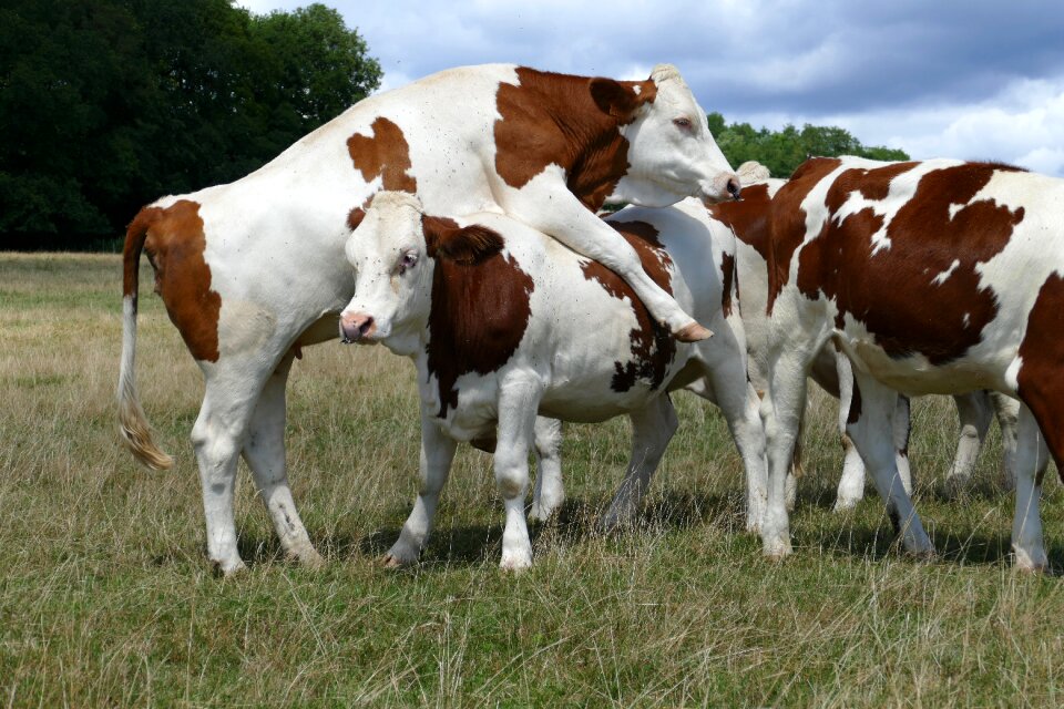 Brown white animal