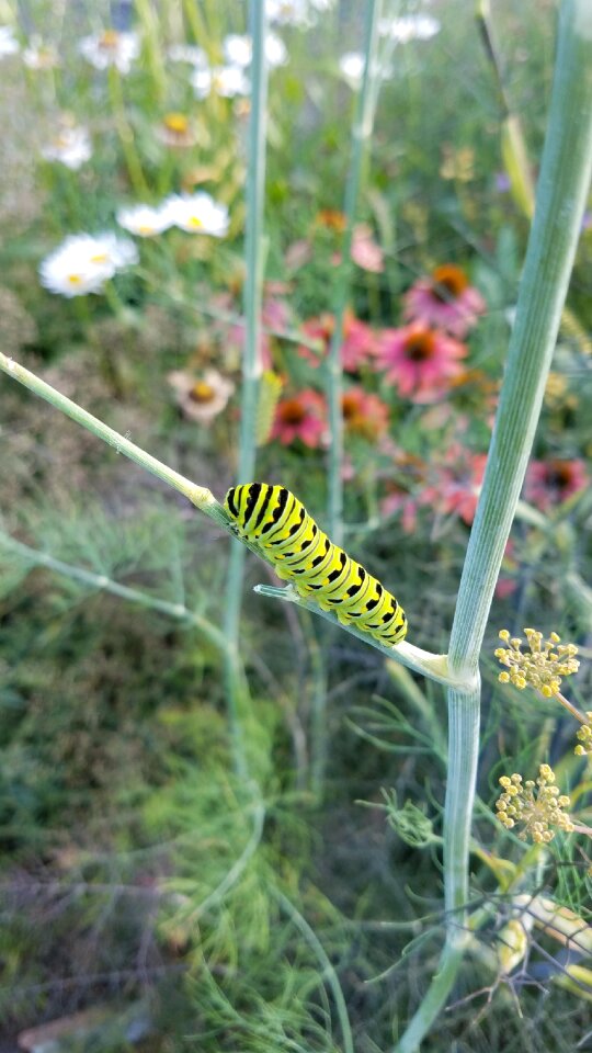 Bug summer biology