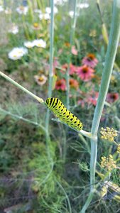 Bug summer biology