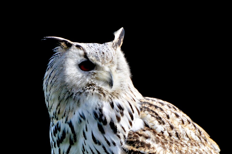 Bird of prey raptor bird