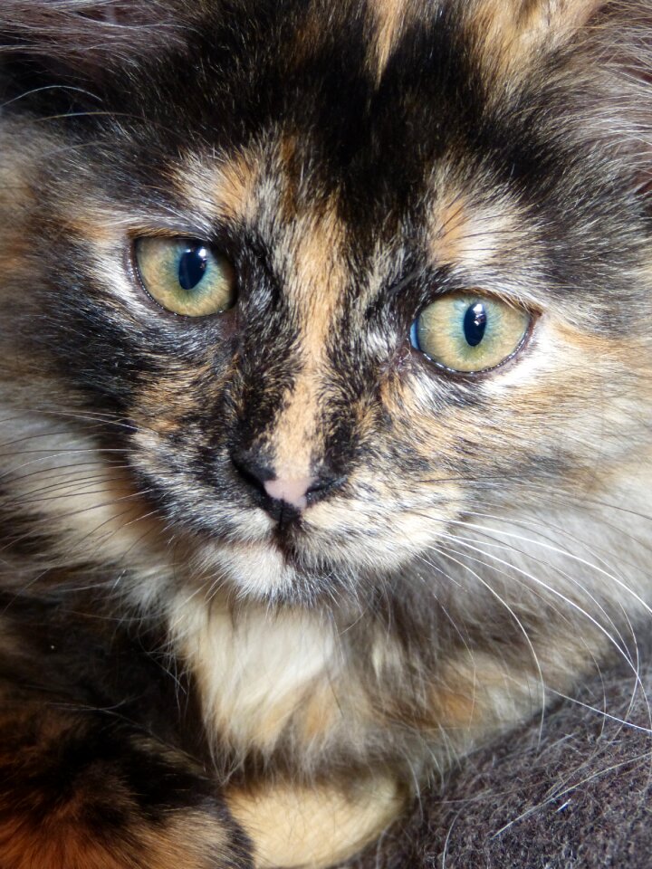 Intense look eyes domestic animal