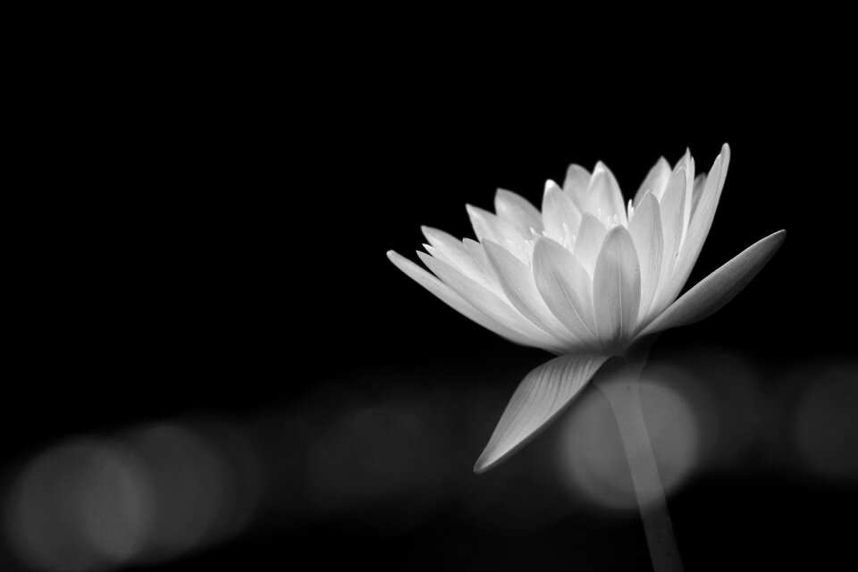 Petals stems stalk photo