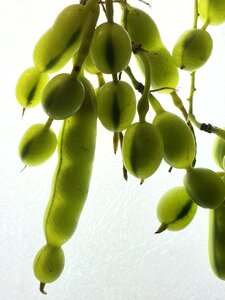 Plant fruit grain