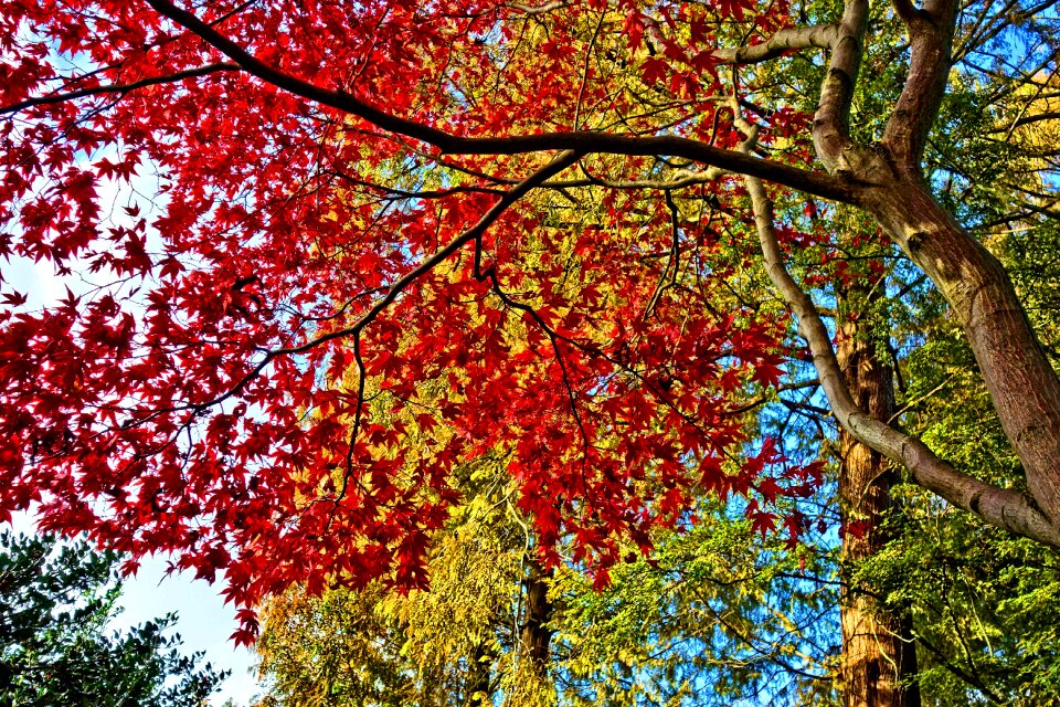 Foliage autumn leaves deciduous photo