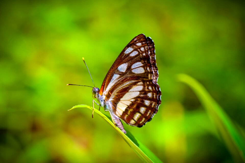 Nature the forests butterfly