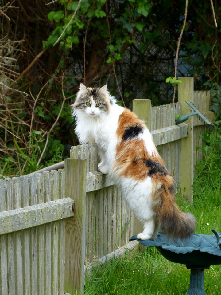 Cat feline look