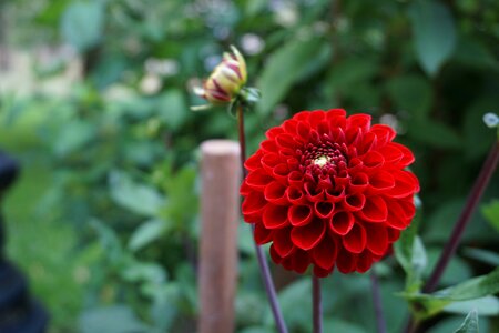 Dahlia flower garden