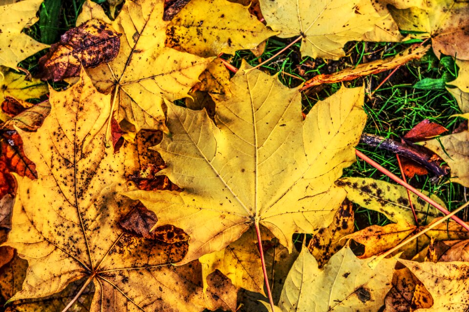 Nature color mood hdr