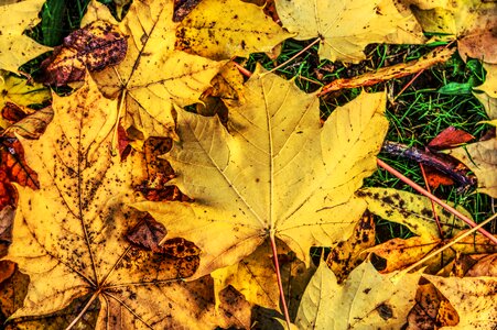 Nature color mood hdr photo