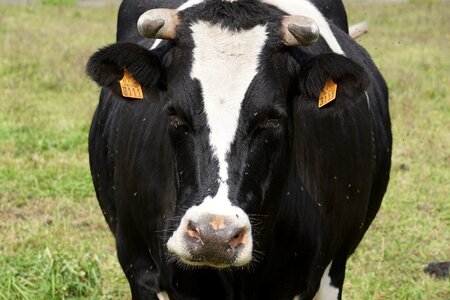 Cow lawn flies