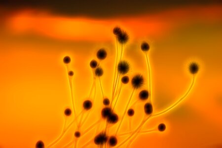 Spur rays microbiology