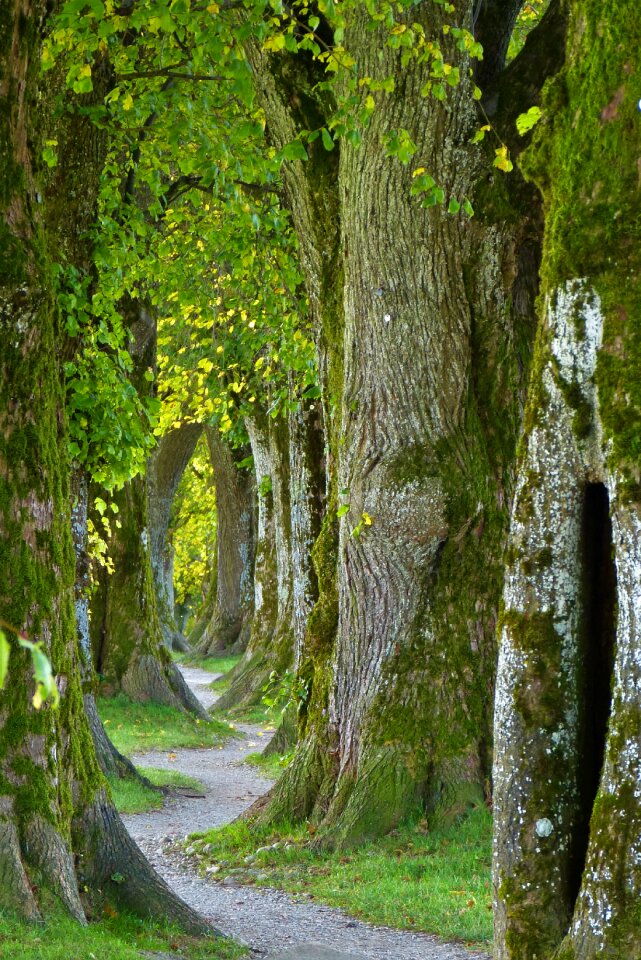 Old avenue nature