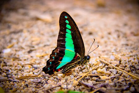 Nature the forests butterfly