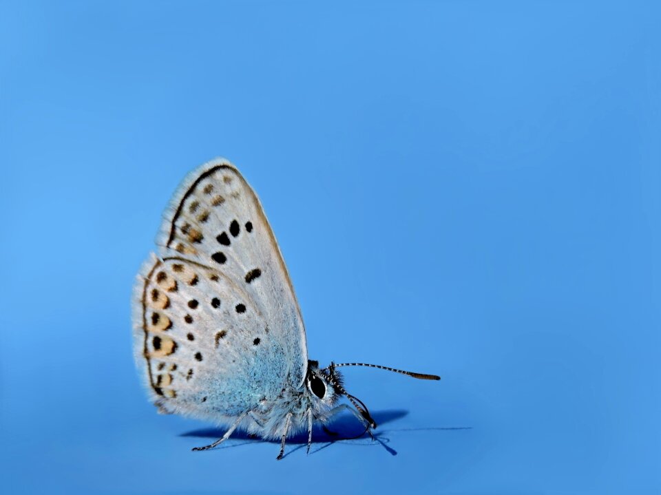 Common blue hauhechel blue butterfly