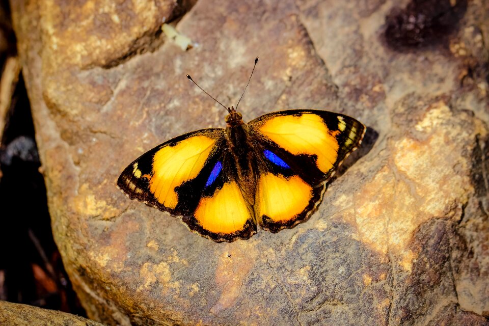 Nature the forests butterfly