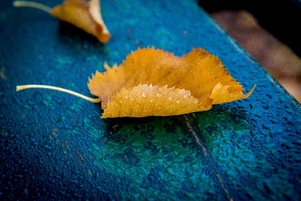 Autumn foliage colors