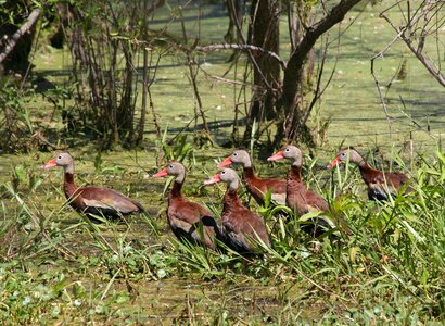 Tree grass ducks