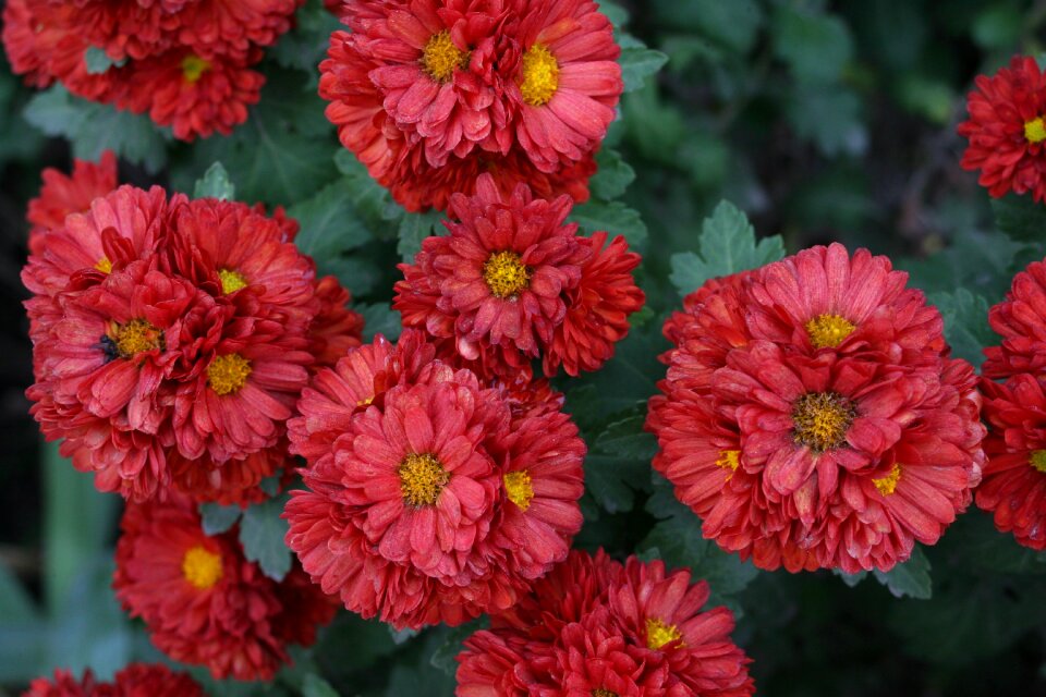 Flower bed plant closeup