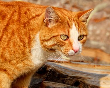 Red cat kitten mieze